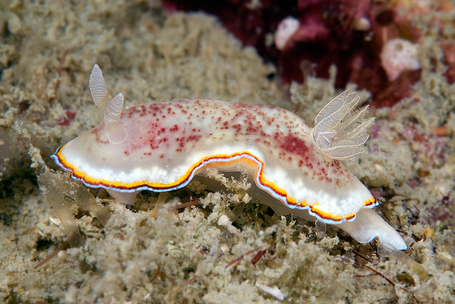 Chromodoris trimarginata